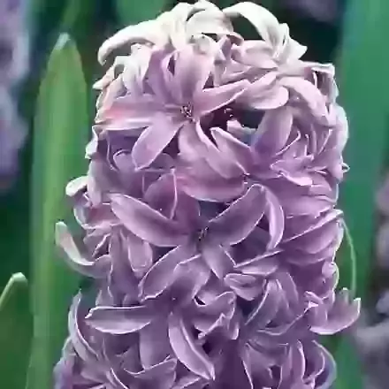 Splendid Cornelia